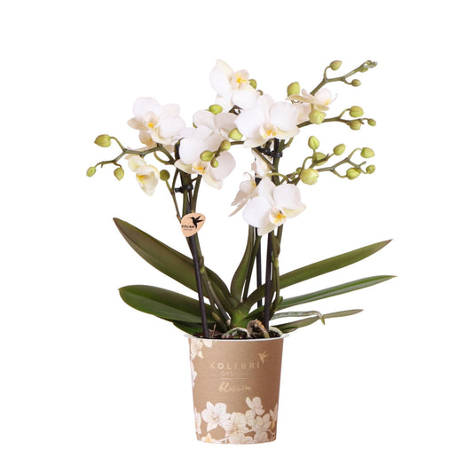 Kolibri Orchids | Weiße Phalaenopsis-Orchidee Topfgröße Ø9cm | Zürich | Blühende Zimmerpflanze – Frisch vom Züchter 
