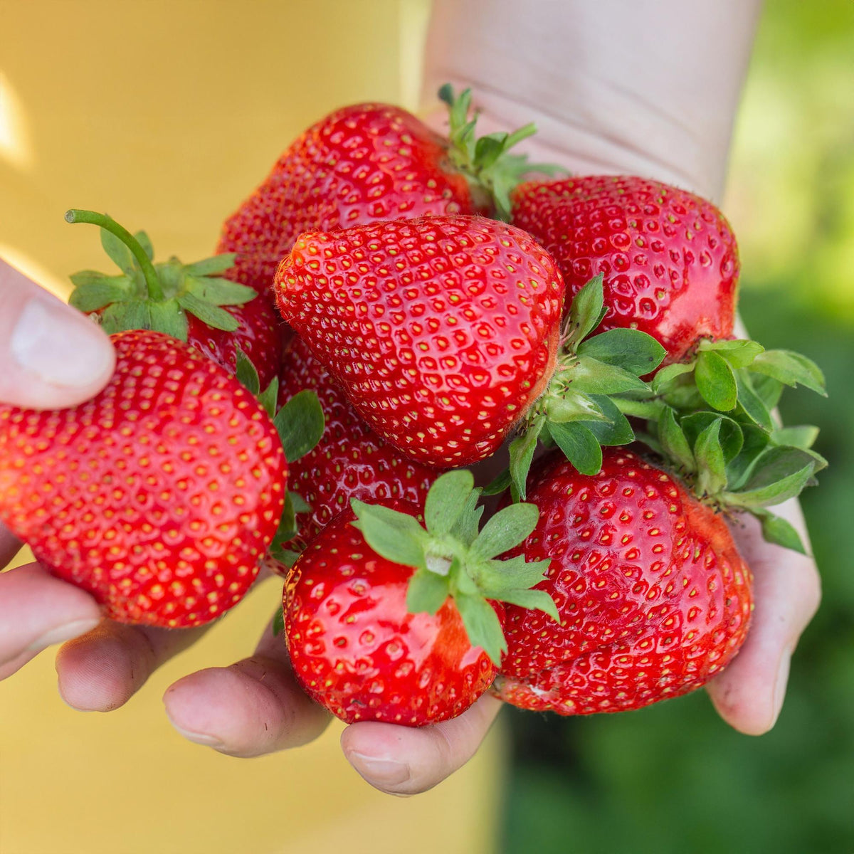 Erdbeere Fragaria Maxim winterhart 3 Pflanzen Ø9cm Höhe30cm – Rote Erdbeere für Beet Balkon & Topf – Pflegeleichte Obstpflanz