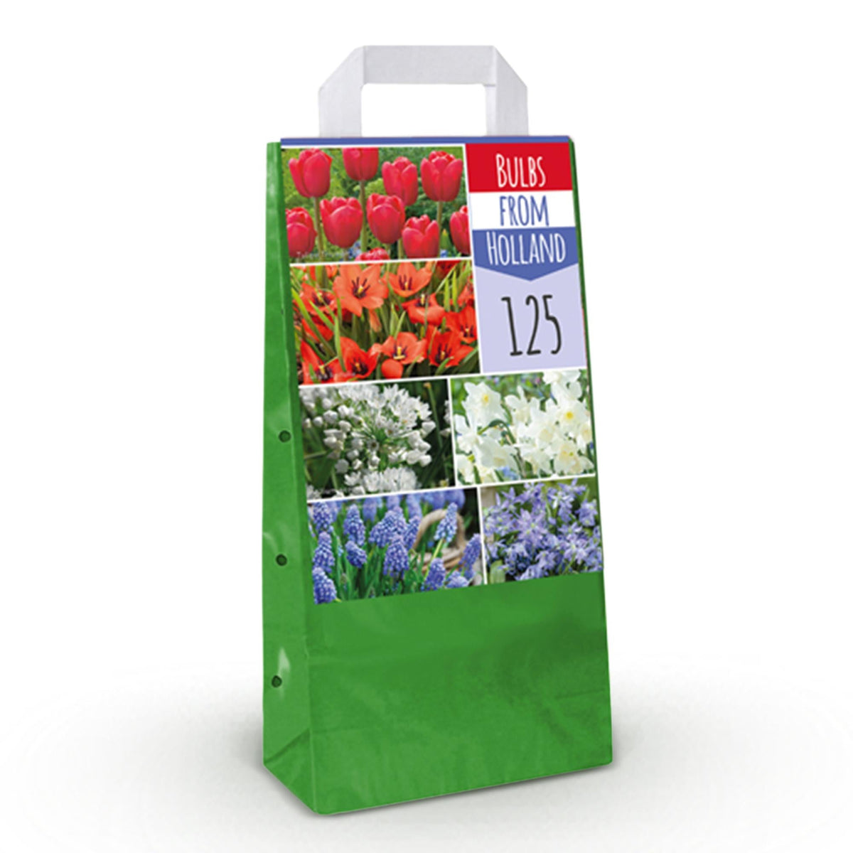 GreenboutiQ - Blumenzwiebeln - Bulbs From Holland - Verschiedene Farben - 125 Stück - Geschenkverpackung 