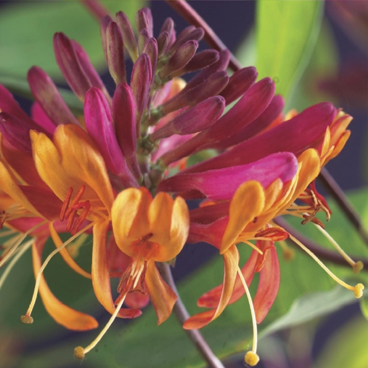Kletterpflanzen-Set „Rainbow“ – 4 Pflanzen – Clematis montana Rubens, Hedera helix, Lonicera Goldflame, Campsis Madame Galen – Bunt blühend & immergrün – Ø11 cm – Höhe ca. 40 cm 