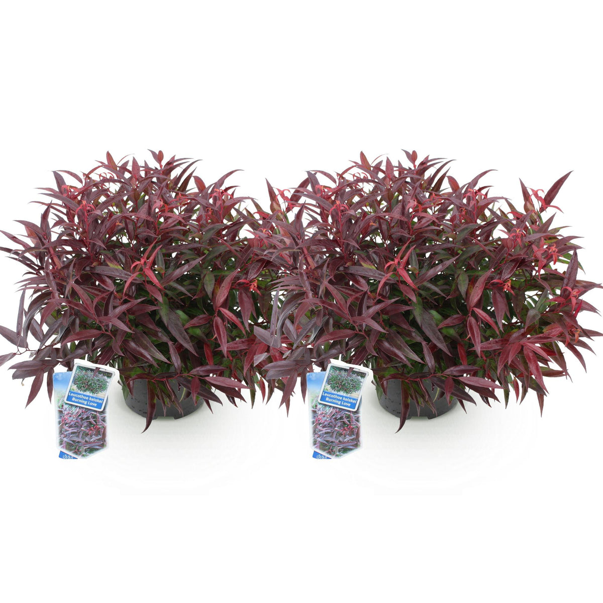 GreenboutiQ - Gartenpflanze - Leucothoe Burning Love - Rot - 2 Pflanzen - Immergrün - Wenig Pflege - Topf 17cm Höhe 45cm 