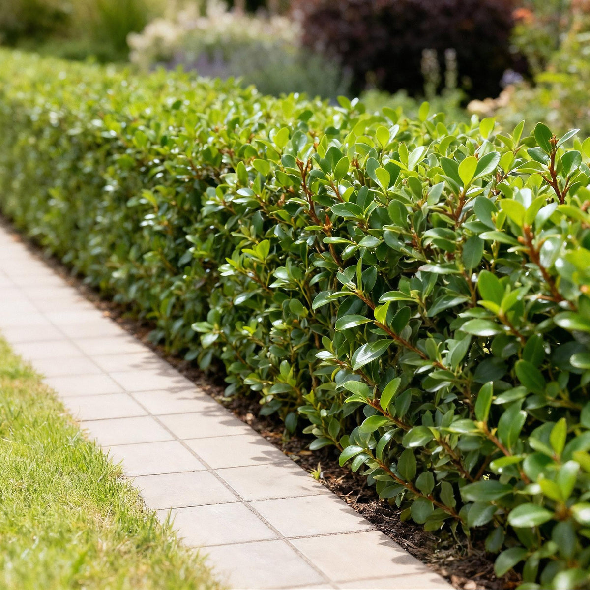 GreenboutiQ - Heckenpflanzen - Ilex crenata Caroline Upright - Blatt Grün - 8 Pflanzen - 1 Laufender Meter - Immergrün - Topf 9cm Höhe 25-30cm 
