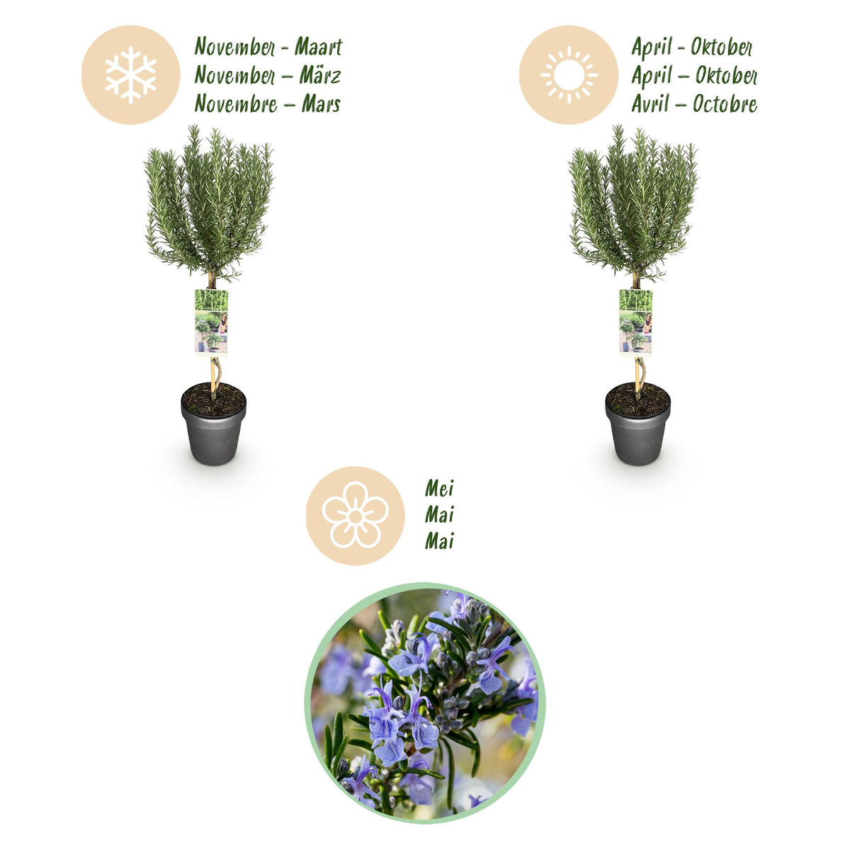 GreenboutiQ - Stamm Pflanze - Rosmarinus officinalis - Terrassen Pflanze - Immergrün - Winterhart - Lila Blüte - Topf 19cm Höhe 90cm 