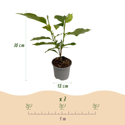 GreenboutiQ - Gartenpflanze - Magnolia Genie - Blüte Lila - 1 Pflanze - Laubabwerfend - Wenig Pflege - Topf 12cm Höhe 30cm 