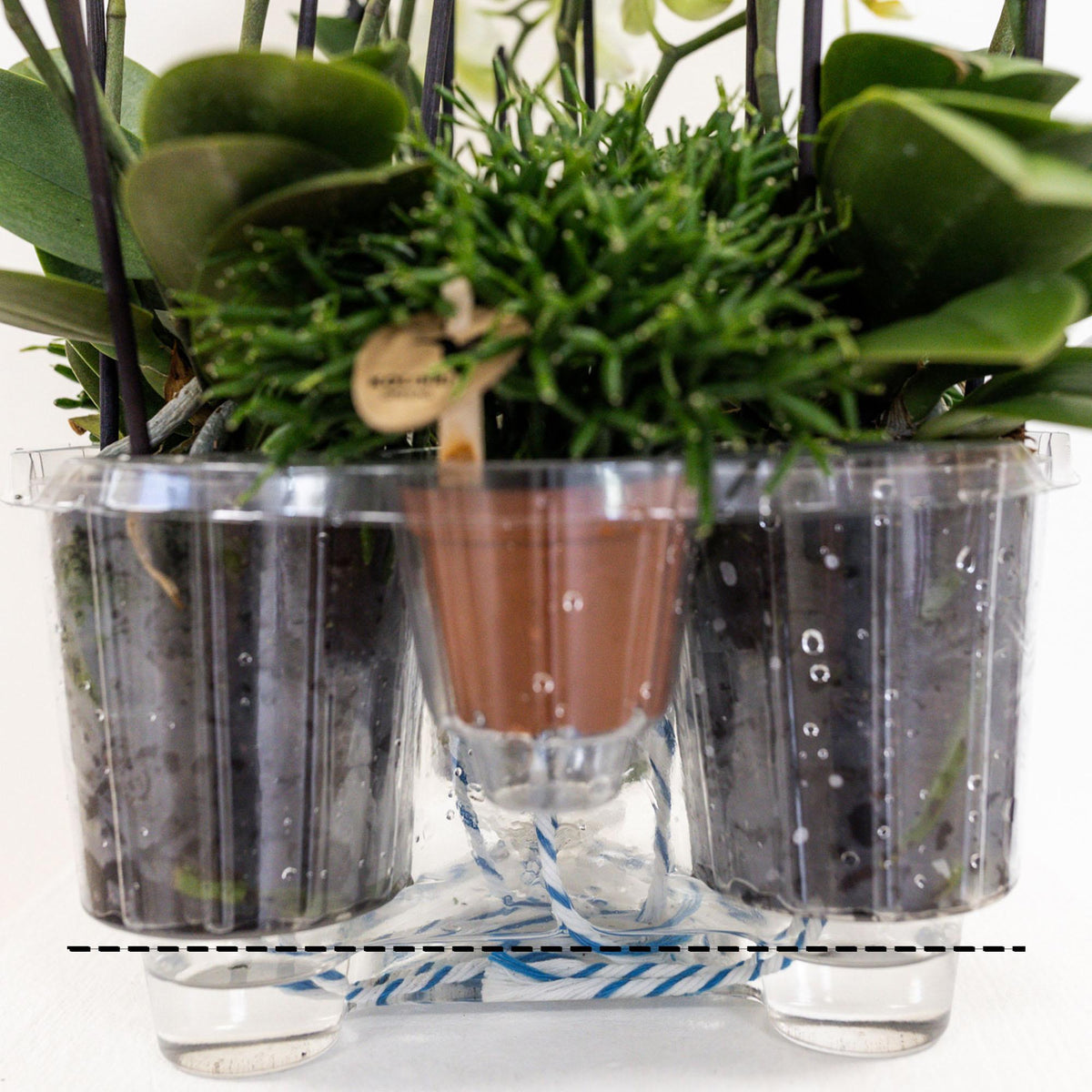 Kolibri Orchids | orangefarbenes Pflanzenset im Baumwollkorb inkl. Wassertank | drei orangefarbene Orchideen Bozen 9cm und drei Grünpflanzen | Dschungelstrauß orange mit autarkem Wassertank 
