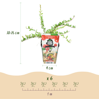 Blaubeerpflanzen Vaccinium macrophylla Early Black winterhart 6 Pflanzen Höhe 35cm Ø9cm – Dunkelrote Beeren – Pflegeleichte Obstpflanze für Garten Balkon & Terrasse 