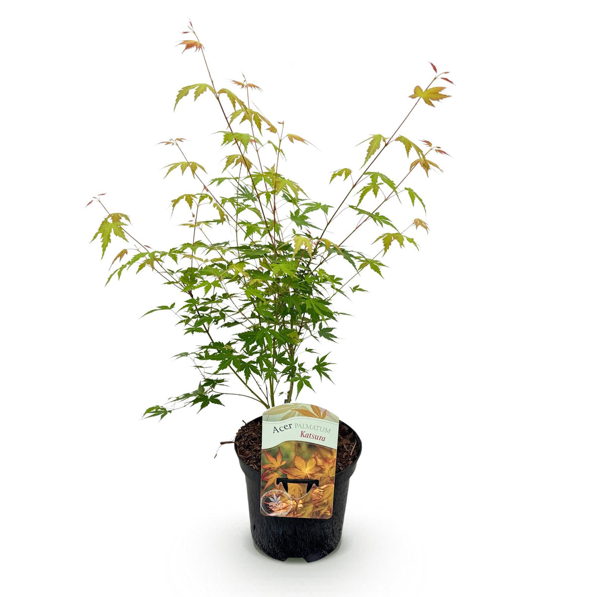 Japanischer Ahorn Acer palmatum 'Katsura' – Orange – Balkon- & Gartenpflanze – Ø19 cm – Ca. 70 cm hoch – Kompakter Zierahorn mit beeindruckendem Farbwechsel 