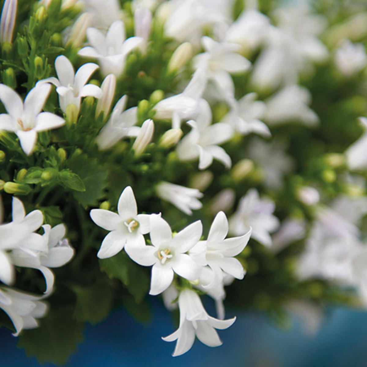 Campanula Addenda - Glockenblume weiß Topfgröße 12cm - 1m2 Bodendecker - 6 Pflanzen - Ambella Weiß - Winterhart 