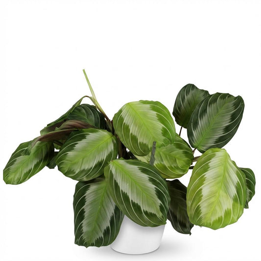 Green boutiQ - Zimmerpflanze - Maranta Fascinator Silverband - Gebetspflanze - Haustierfreundliche Pflanze - Grün - 1 Pflanze - mit Potter Weiß - Topf 12cm - Höhe 25cm 