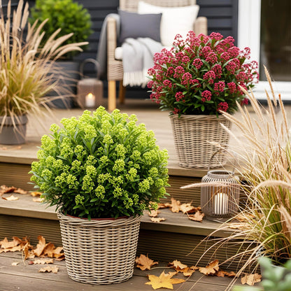 GreenboutiQ - Terrassenpflanze - Skimmia japonica Duo - Blüte Weiß & Rot - 10+ Blüten - 2 Pflanzen - Winterhart - Topf 10,5cm Höhe 25cm 
