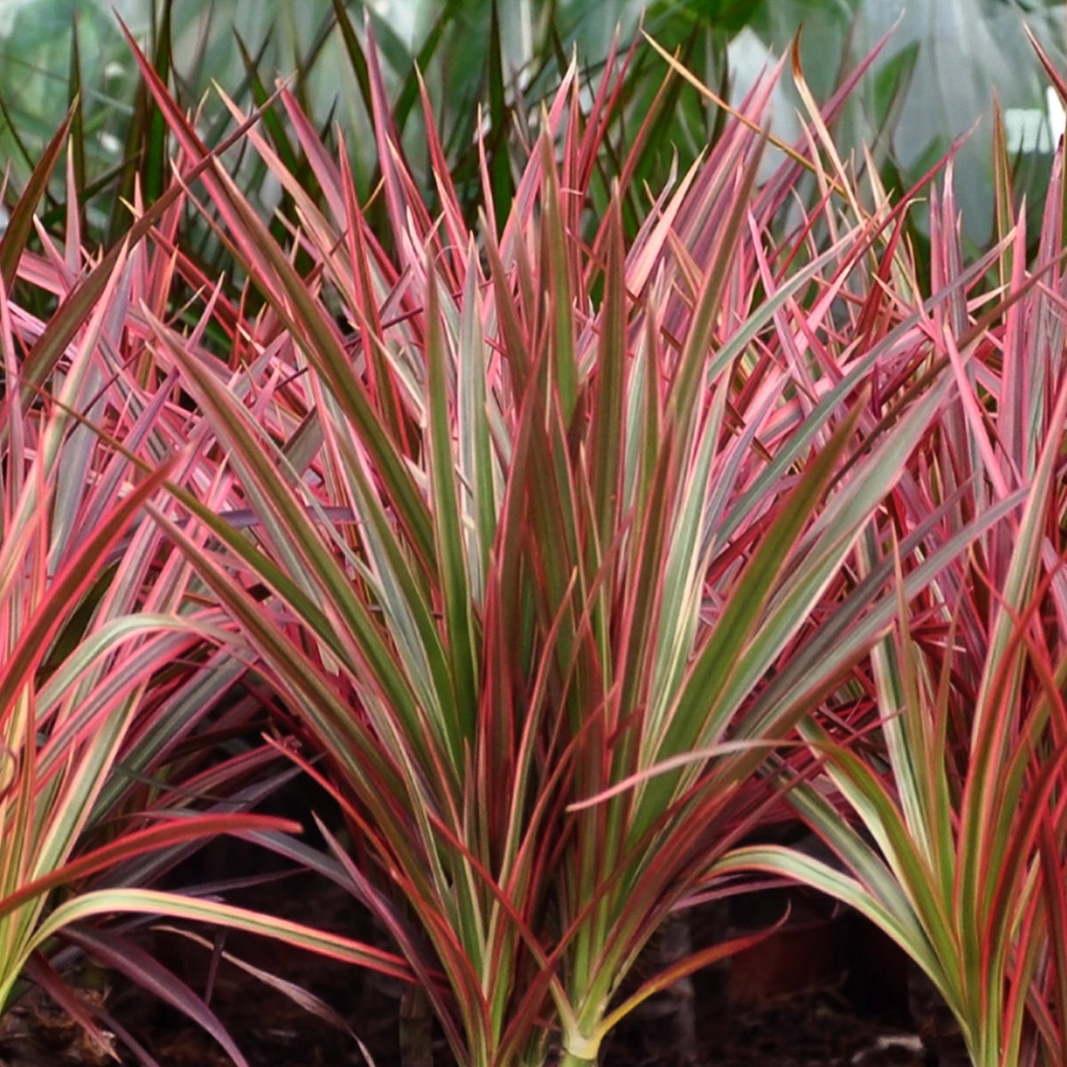 Green boutiQ - Zimmerpflanzen - Dracaena Magenta - Drachenblutbaum - Wenig Pflege - mit Potter Grau - Rot - 1 Pflanze - mit Potter Grau - Topf 21cm - Höhe 90-100cm 