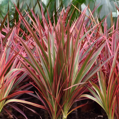 Green boutiQ - Zimmerpflanzen - Dracaena Magenta - Drachenblutbaum - Wenig Pflege - mit Potter Grau - Rot - 1 Pflanze - mit Potter Grau - Topf 21cm - Höhe 90-100cm 