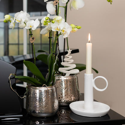Weiße Phalaenopsis Orchidee Amabilis – 2-3 Zweige – Luxus-Ziertopf Silber Ø9cm – Höhe 40cm – Blühende Zimmerpflanze – Frisch vom Züchter 