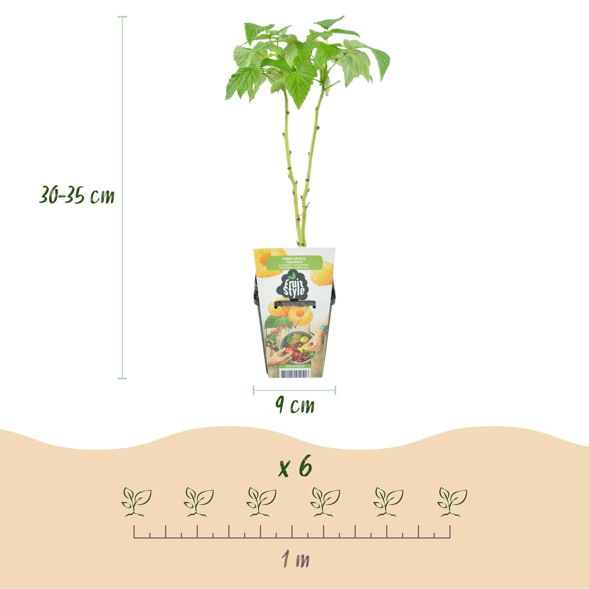 Himbeere Rubus idaeus Fallgold winterhart 3 Pflanzen Ø9cm Höhe30cm – Gelbe Himbeere für Garten Beet Balkon & Terrasse – Süß & aromatisch 