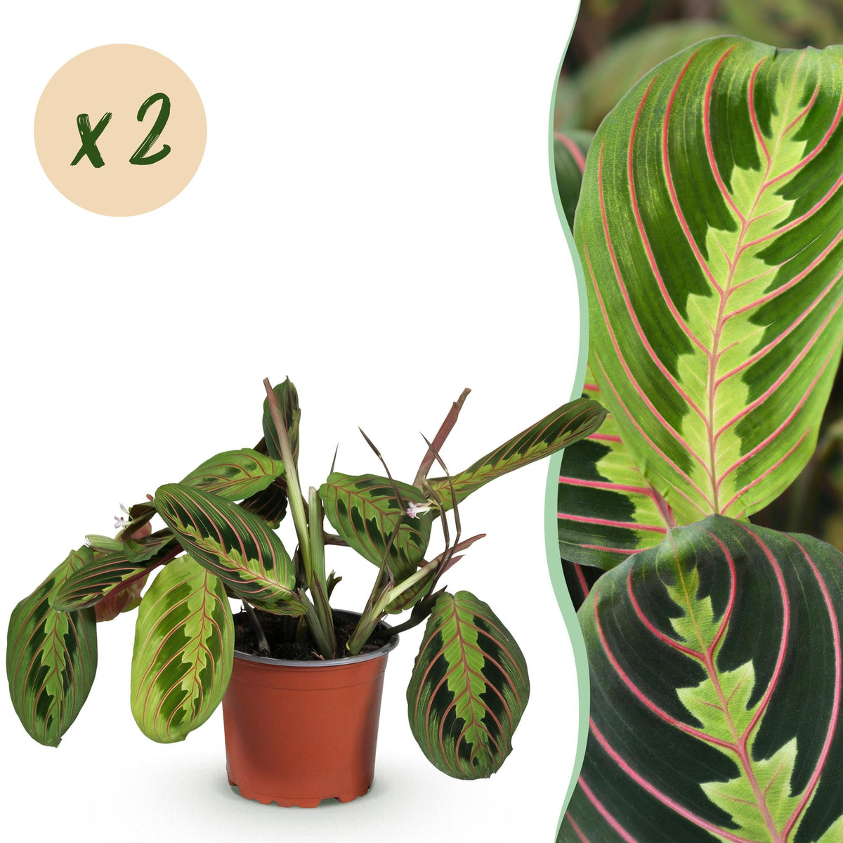 Green boutiQ - Zimmerpflanze - Maranta Fascinator Tricolour - Gebets Pflanze - Haustierfreundlich - Grün - 2 Pflanzen - Topf 12cm - Höhe 30-35cm 