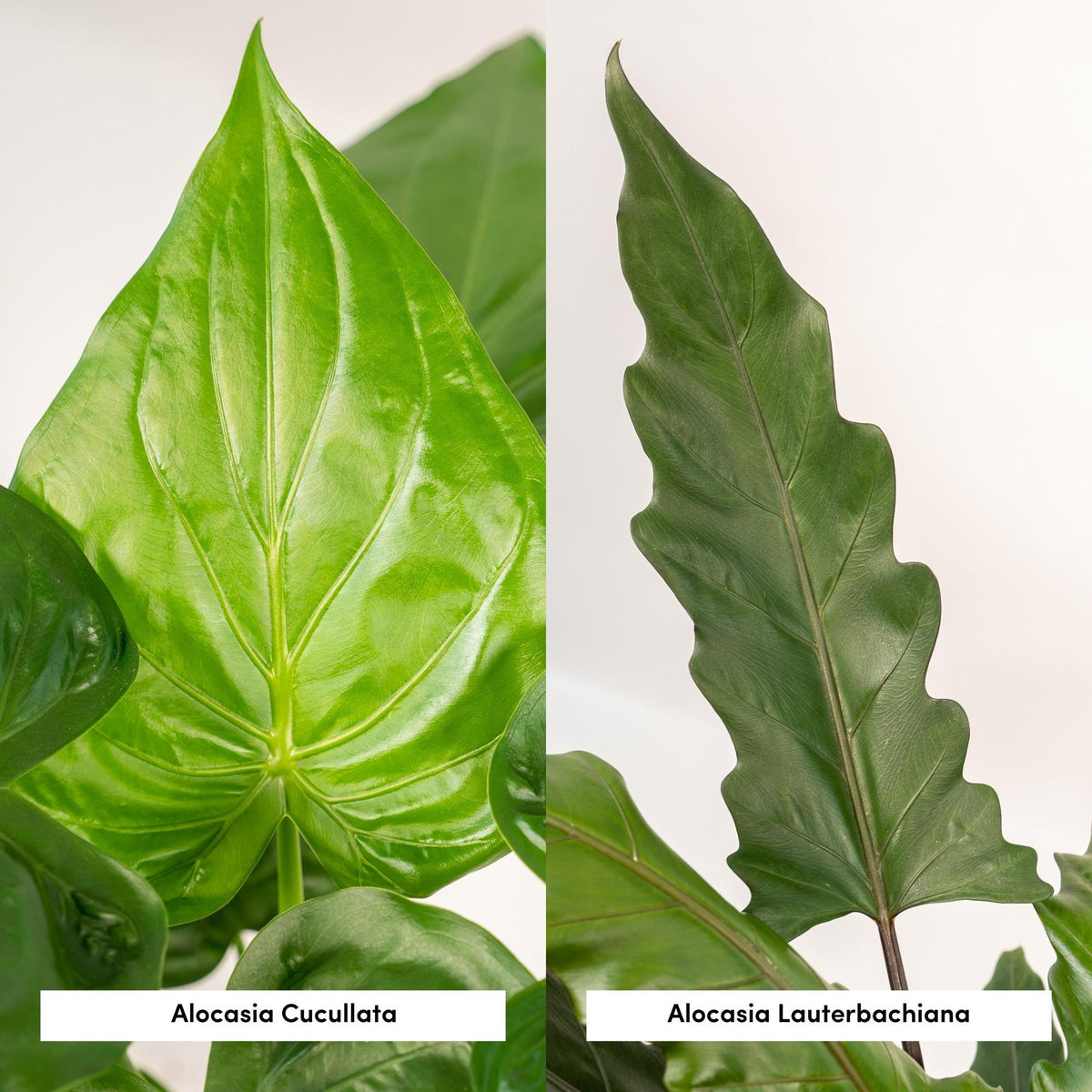 Pfeilblatt - Alocasia Cucullata - Ø19cm - ↕60cm + Alocasia Lauterbachiana - Ø19cm - ↕75cm + Korb Selin 