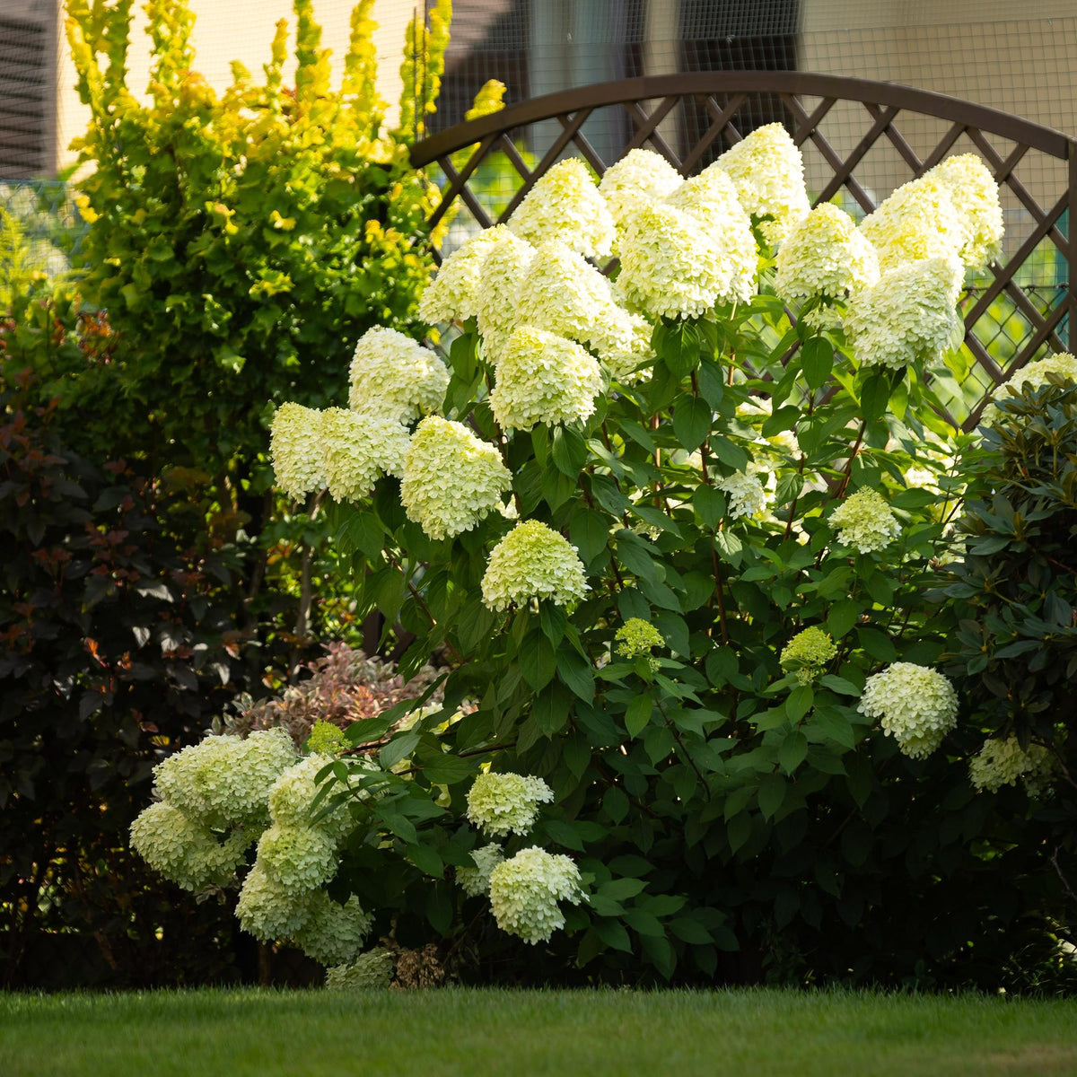 Green boutiQ - Gartenpflanze - Hydrangea panniculata Limelight - Rispenhortensie - Winterhart - Limettengrün - 1 Pflanze - Topf 12cm - Höhe 20-30cm 