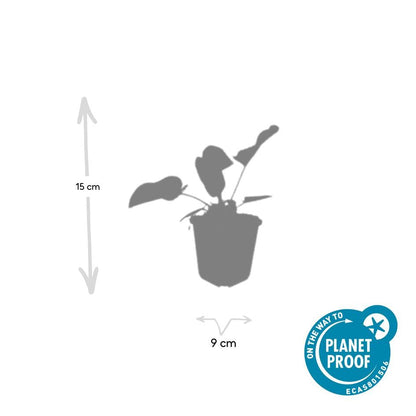 Russel Brandkraut Phlomis russeliana – ↕10-25cm – Ø9cm – Winterhart & Bienenfreundlich – Ansicht 18