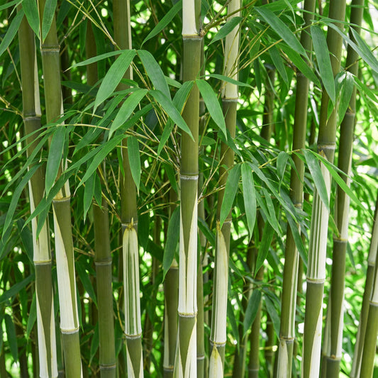 Green boutiQ - Gräser - Fargesia robusta Pingwu - Bambus - Nicht Wuchernd - Grün - 1 Pflanze - Topf 23 cm - Höhe 80 cm 