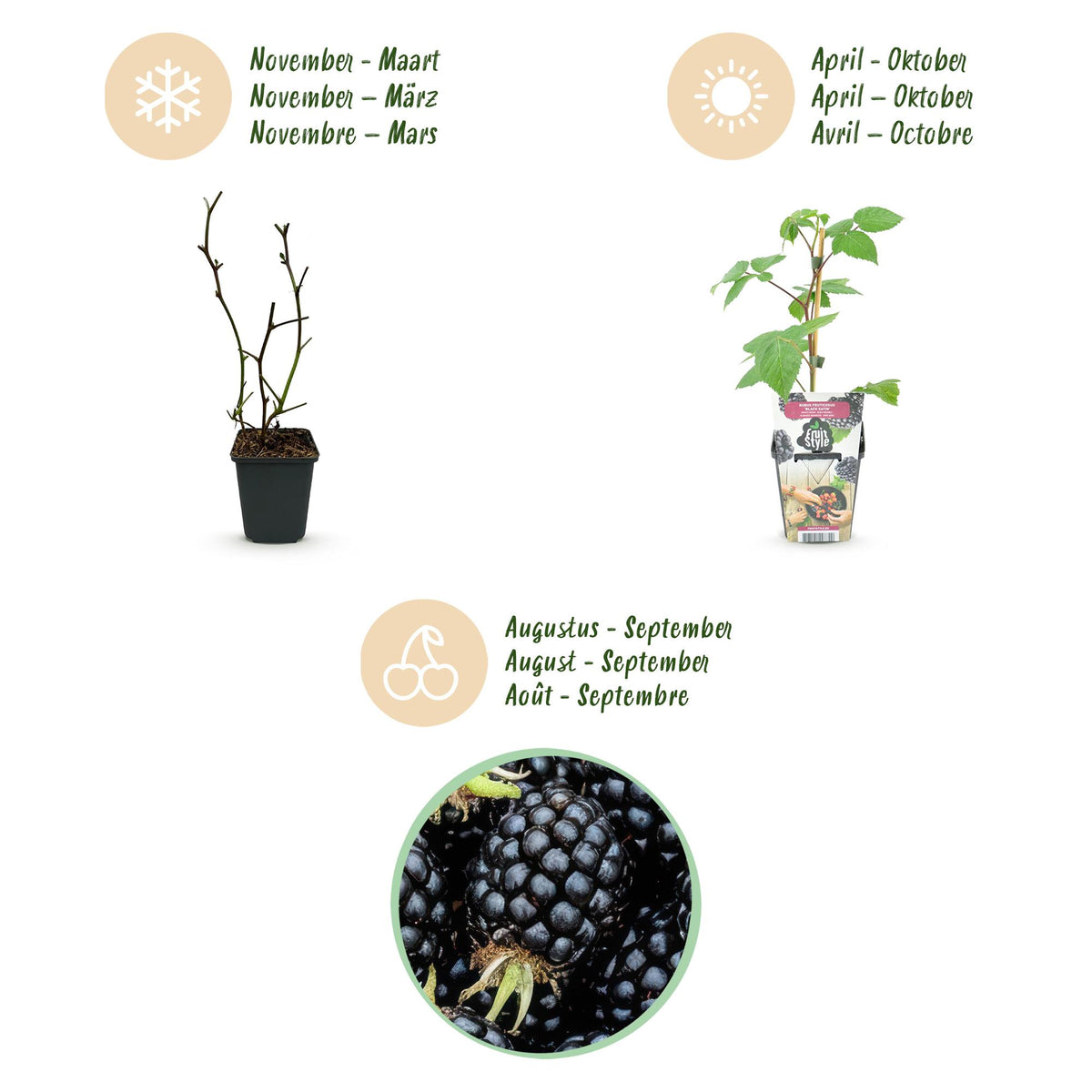 Brombeere Rubus fruticosus Black Satin winterhart 3 Pflanzen Ø9cm Höhe 30cm – Schwarze Brombeere für Garten Beet Balkon & Terrasse 