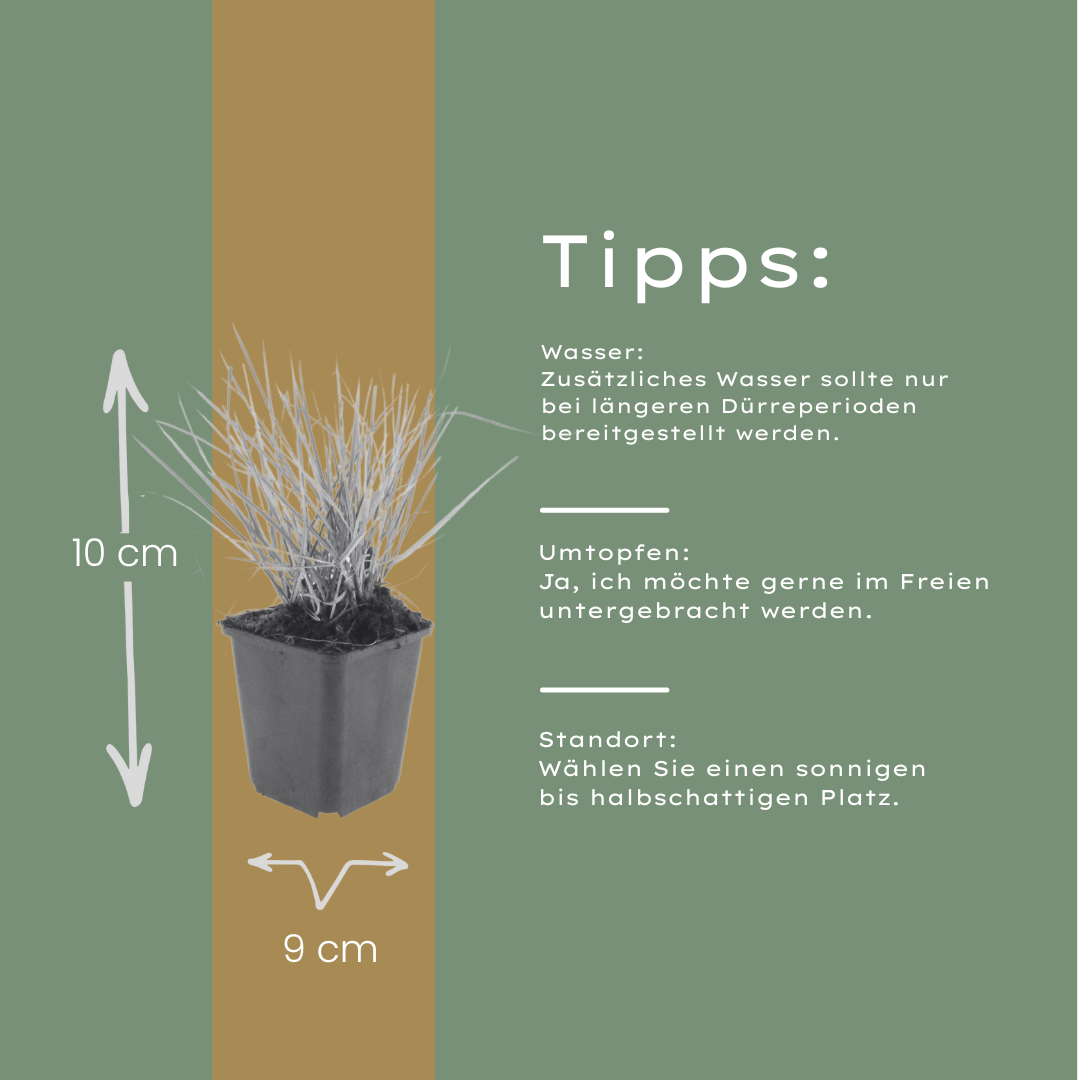 Sesleria autumnalis Ziergras – 60 Pflanzen – Ø9cm – Höhe 10-25cm – Winterhartes Gartengras – Pflegeleicht – Für Beet, Steingarten & Naturgarten - Oasis of Life