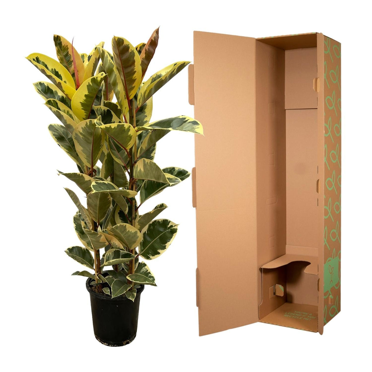 Ficus Elastica 'Tineke' – Gummibaum – Zimmerpflanze – Ø28cm – Höhe ca. 160cm – Großblättrige, pflegeleichte Pflanze – Für helle Innenräume & Büros 