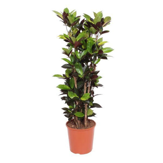 Codiaum Iceton - 140cm 