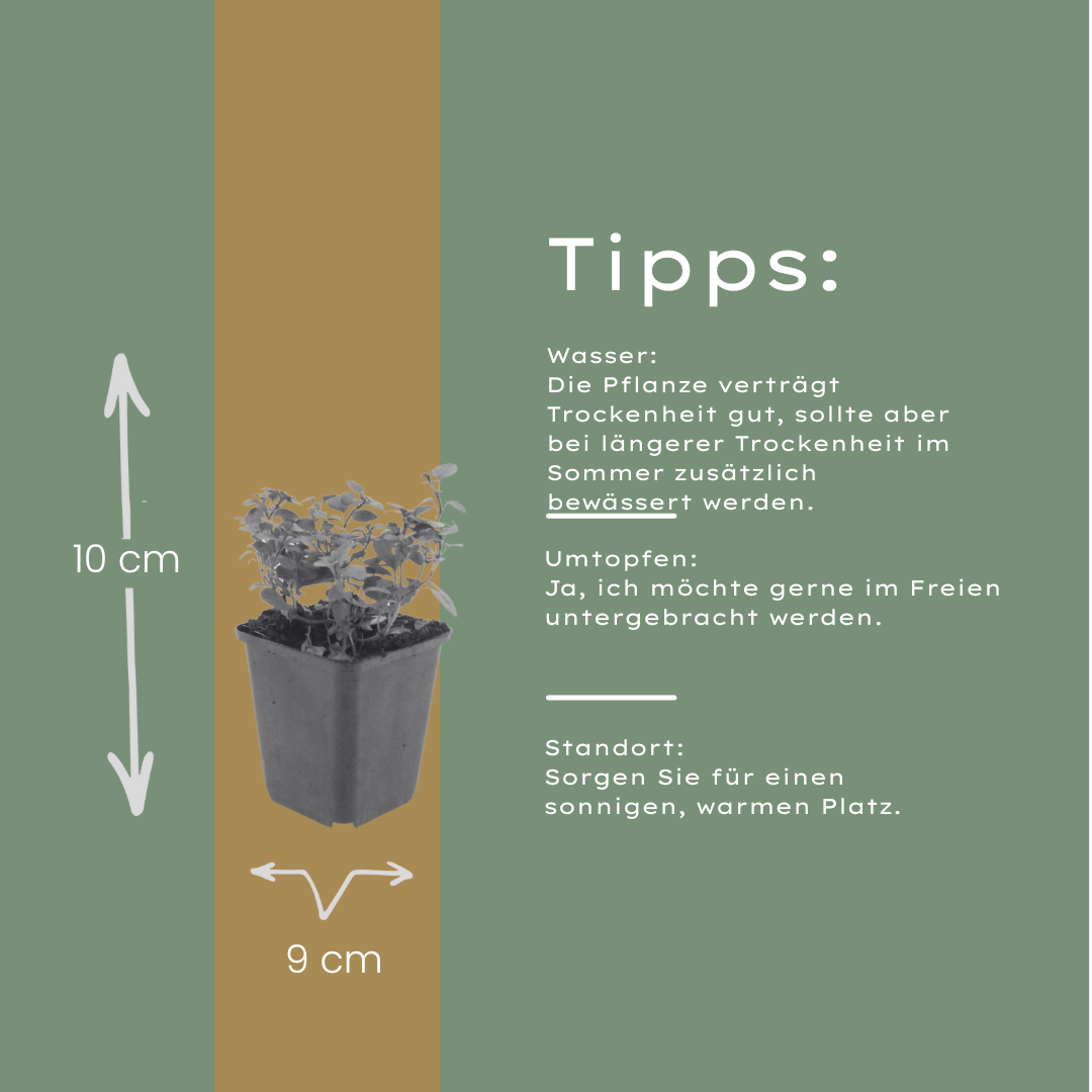Origanum laevigatum Herrenhausen – Ø9cm – Höhe 10-25cm – Winterharter Zieroregano – Bienenfreundlich – Ansicht 19