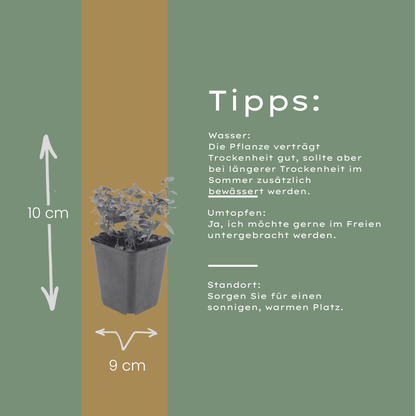 Origanum laevigatum Herrenhausen – Ø9cm – Höhe 10-25cm – Winterharter Zieroregano – Bienenfreundlich – Ansicht 19