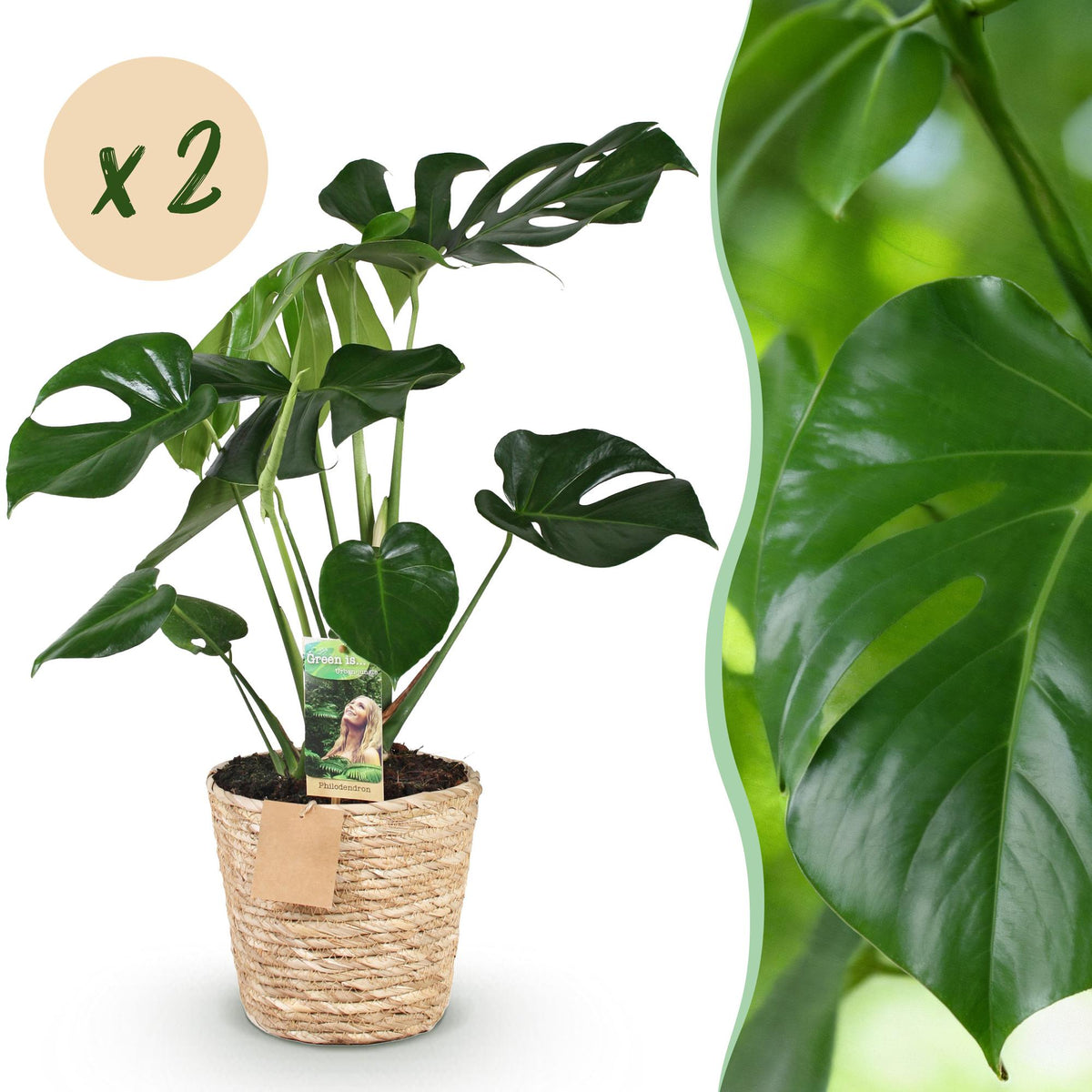 Green boutiQ - Zimmerpflanzen - Monstera Deliciosa - Fensterblatt - Pflegeleicht - mit Korb - Grün - 2 Pflanzen - Topf 17cm - Höhe 50-55cm 