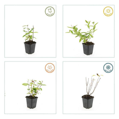 Hypericum inodorum 'Annebel' – 24 Pflanzen – ↕10-25 cm – Ø9 cm – Kompakter, winterharter Strauch mit gelben Blüten – Pflegeleichter Bodendecker & Beetpflanze 