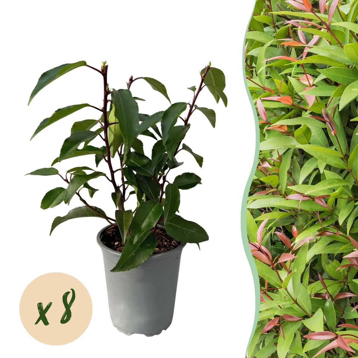 Prunus lusitanica Angustifolia – Chickasa-Pflaume – Immergrüne Heckenpflanze – Blatt Grün – 9 cm x H30–35 cm – pflegeleicht – 8 Pflanzen 