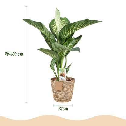 Green boutiQ - Zimmerpflanzen - Diefenbachia Tropic Snow - Dieffenbachia - Wenig Pflege - mit Korb - Bunt - 1 Pflanze - Topf 21cm - Höhe 90-100cm 