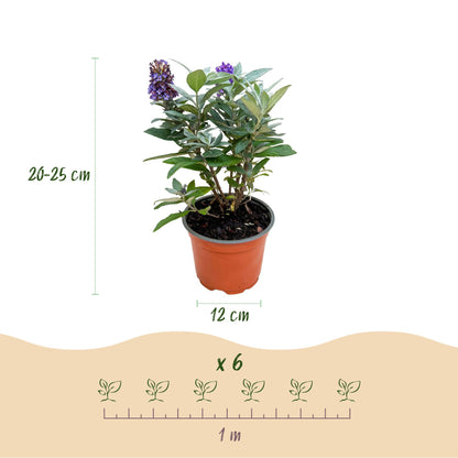 Green boutiQ - Gartenpflanze - Buddleja davidii Butterfly Candy Little Lila - Schmetterlingsstrauch - Kompakt - Lila - 1 Pflanze - Topf 12cm - Höhe 20-25cm 