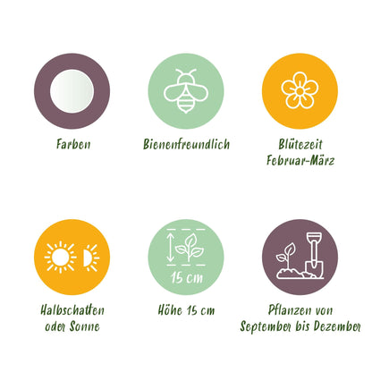 GreenboutiQ - Blumenzwiebeln - Crocus White - Farbe Gelb - 30 Stück - Zwiebelgröße 7/8 - XXL Pack 
