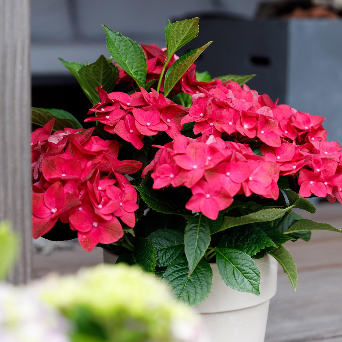 Hortensie Magical Ruby Tuesday & Saphire – 2 Pflanzen – Hydrangea macrophylla - 23 cm – Ca. 55 cm hoch – 6–10 Blüten – Für Balkon, Terrasse & Beet – Pflegeleicht 