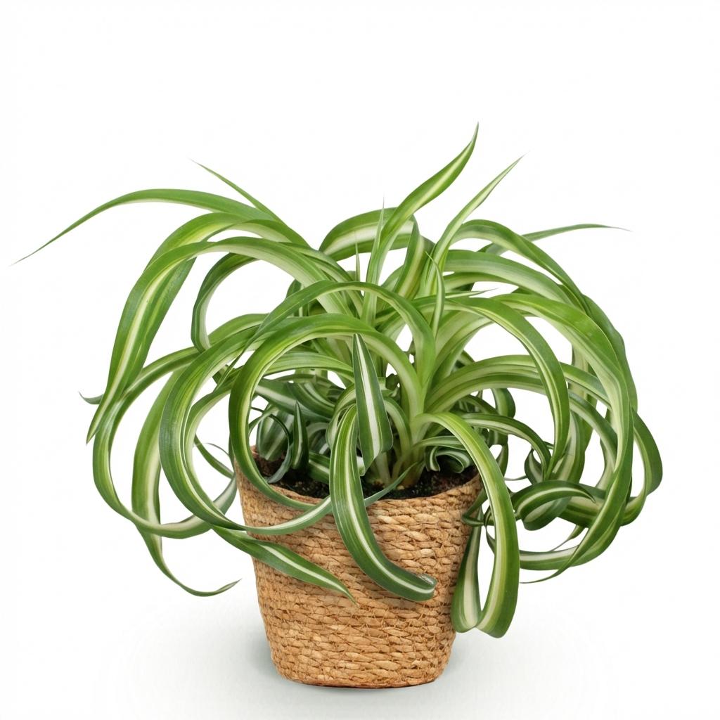 Green boutiQ - Zimmerpflanze - Chlorophytum comosum Bonnie - Lockige Graslilie - Haustierfreundliche Pflanze - Grün - 1 Pflanze - mit Korb - Topf 12cm - Höhe 20cm 