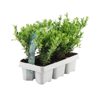Stechpalme – Ilex crenata 'Jenny' – 12 Pflanzen – Immergrün – Winterhart – Alternative zu Buchsbaum – Ø7cm ↕15cm 