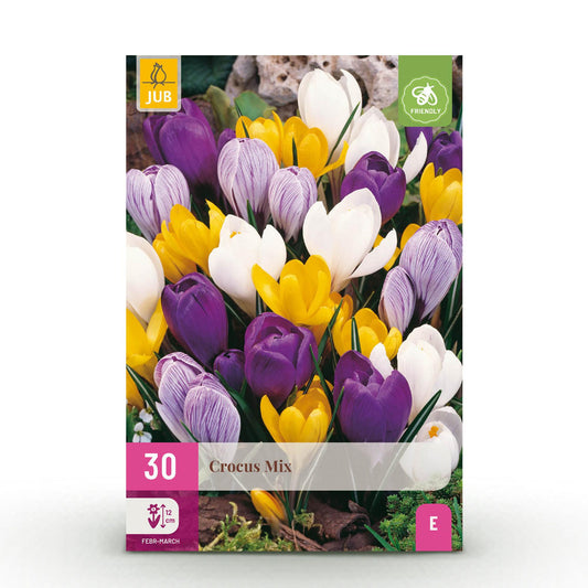 GreenboutiQ - Blumenzwiebeln - Crocus Large Flowering mix - Verschiedene Farben - 30 Stück - Zwiebelgröße 7/8 - XXL Pack 