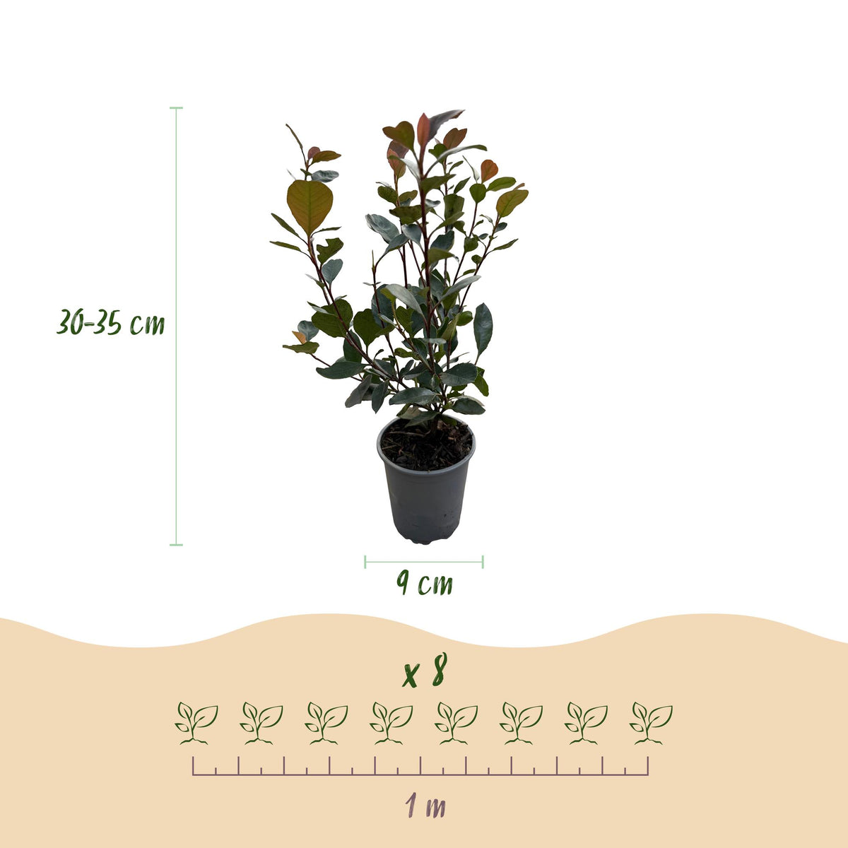 GreenboutiQ - Heckenpflanzen - Photinia Little Red Robin - Blatt Rot - 8 Pflanzen - 1 Laufmeter - Immergrün - Topf 9cm Höhe 30-35cm 
