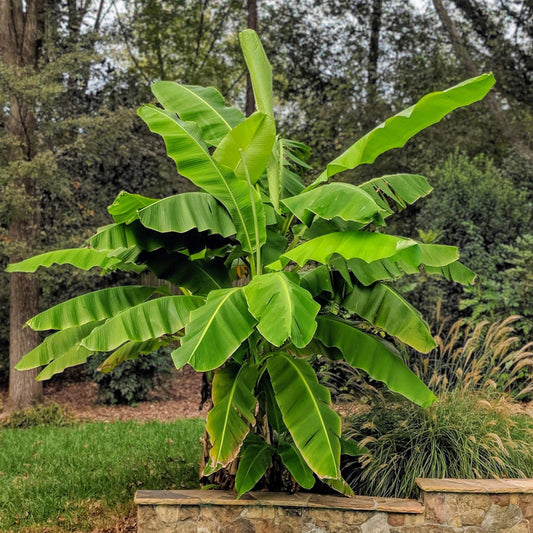 Japanische Faserbanane – Musa basjoo – Winterhart – 2 Pflanzen – Ø15 cm – Höhe ca. 50 cm – Tropische Optik & essbare Früchte – Pflegeleicht – Für Garten, Terrasse & Balkon 