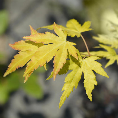 Japanischer Ahorn – Acer palmatum Orange Dream – ca. 70 cm hoch – Orange-Gelb – im 19 cm Topf – Balkon- & Gartenpflanze – Zierbaum mit Farbwechsel 