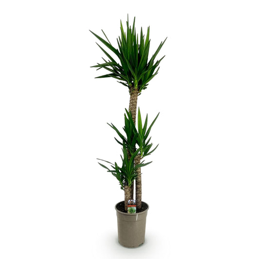 Palmlilie Yucca Elephantipes – 170cm – 27cm – Pflegeleichte, robuste Palmlilie mit langen, schmalen Blättern – Großwüchsige Zimmerpflanze für moderne Wohn- und Arbeitsräume 