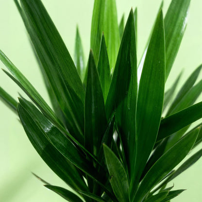 Palmlilie Yucca Elephantipes – 170cm – 27cm – Pflegeleichte, robuste Palmlilie mit langen, schmalen Blättern – Großwüchsige Zimmerpflanze für moderne Wohn- und Arbeitsräume 