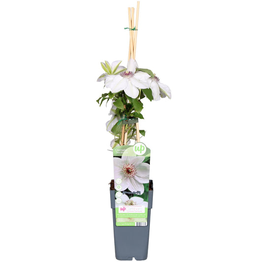 Waldrebe - Clematis Miss Bateman - Clematis Weiß - Ø15cm - ↕65cm 