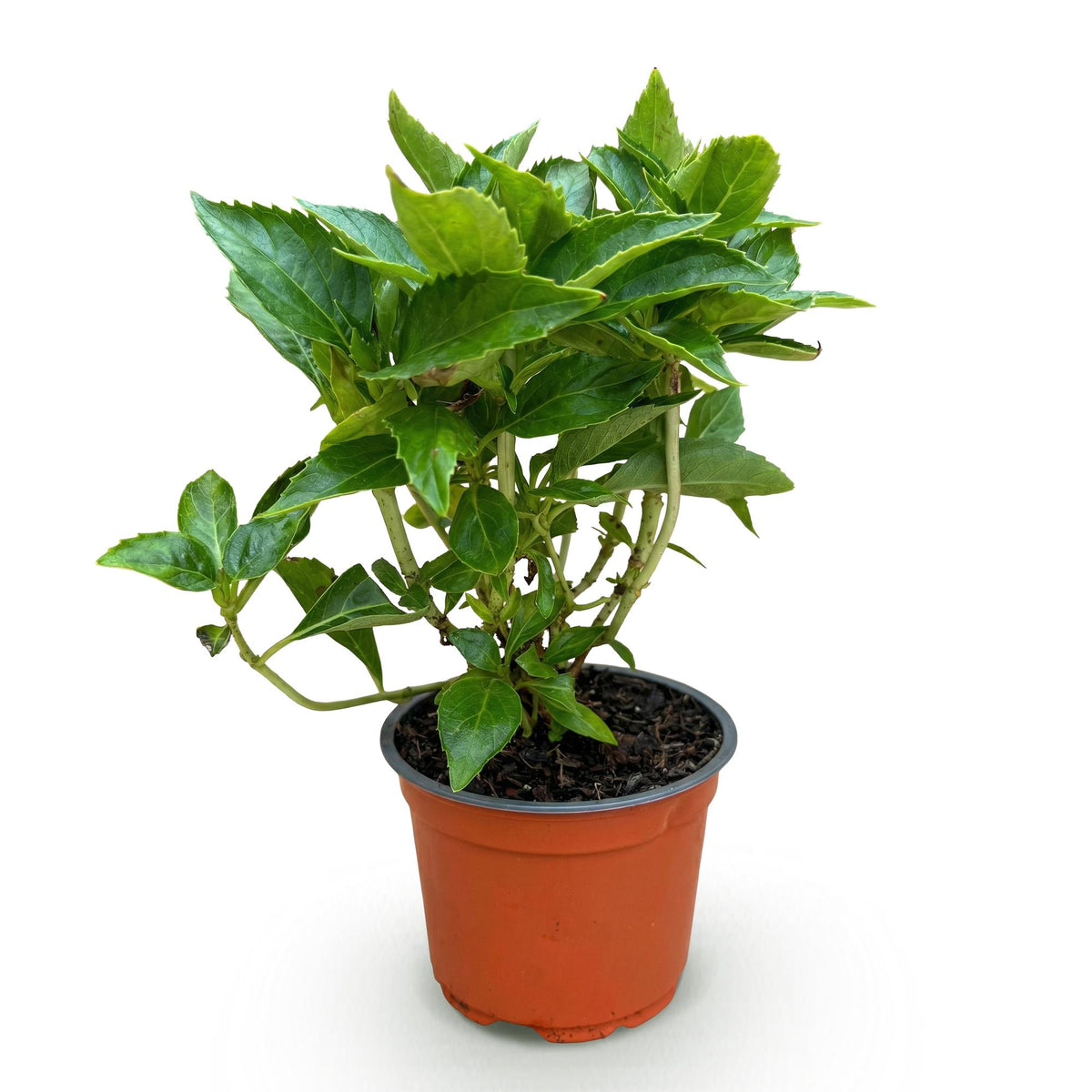 Green boutiQ - Gartenpflanze - Hydrangea macrophylla Rosa - Hortensie - Winterhart - Rosa - 1 Pflanze - Topf 12cm - Höhe 20-30cm 