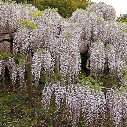 Kletterpflanze Wisteria floribunda Rosea – Rosa Blütentrauben – Frühling – 11 cm x H40 cm – Pflegeleicht – Für Garten, Pergola & Zaun 