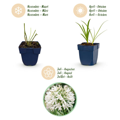 Weiße Schmucklilie – Agapanthus africanus 'Albus' – Topf Ø11cm – Bienenfreundliche Staude für Garten & Balkon – Ansicht 4