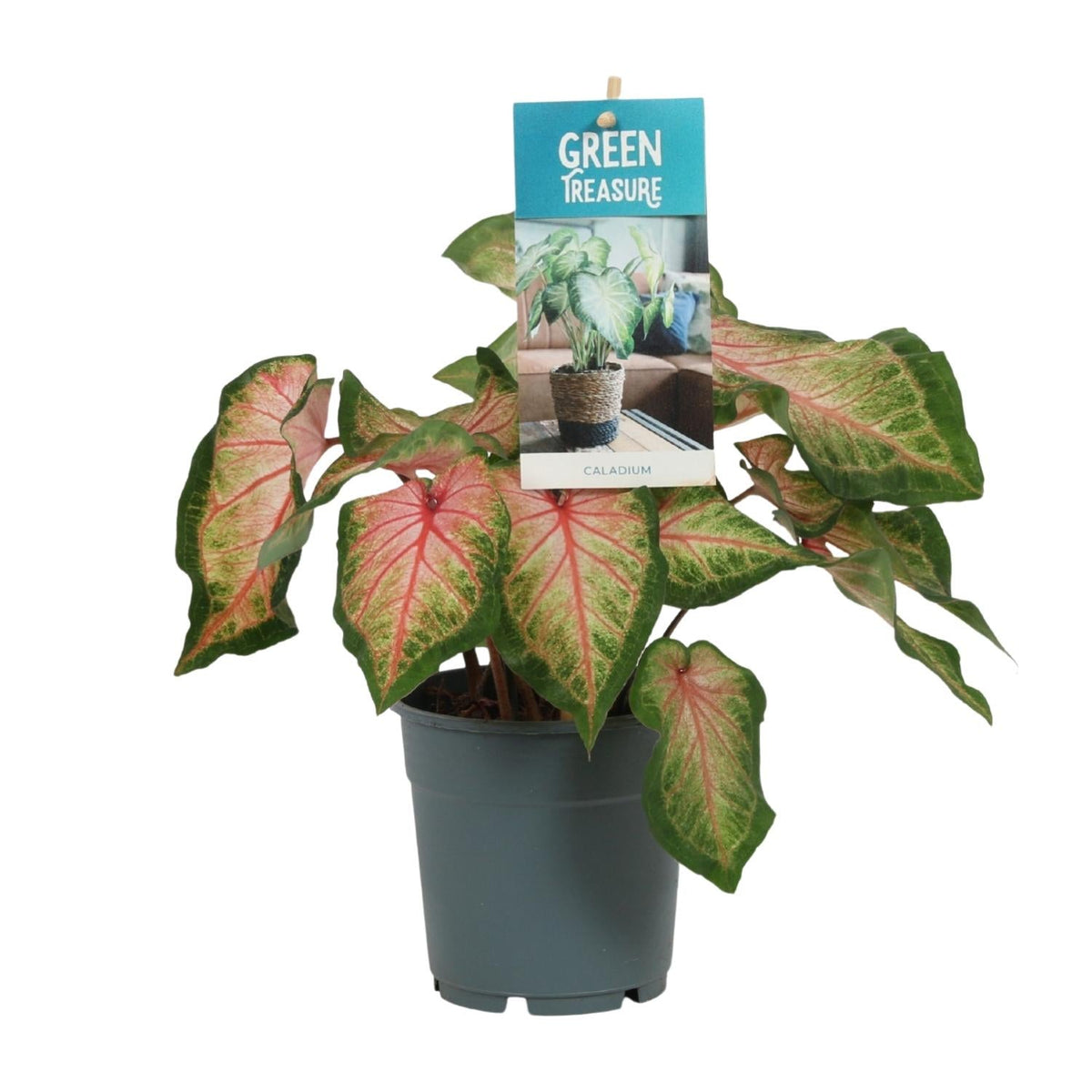 Caladium Rose – Angel Wings – Ø12cm – ↕25cm – Tropische Zimmerpflanze mit rosa-grünem Laub – Dekorativ & pflegeleicht – Für halbschattige Standorte 