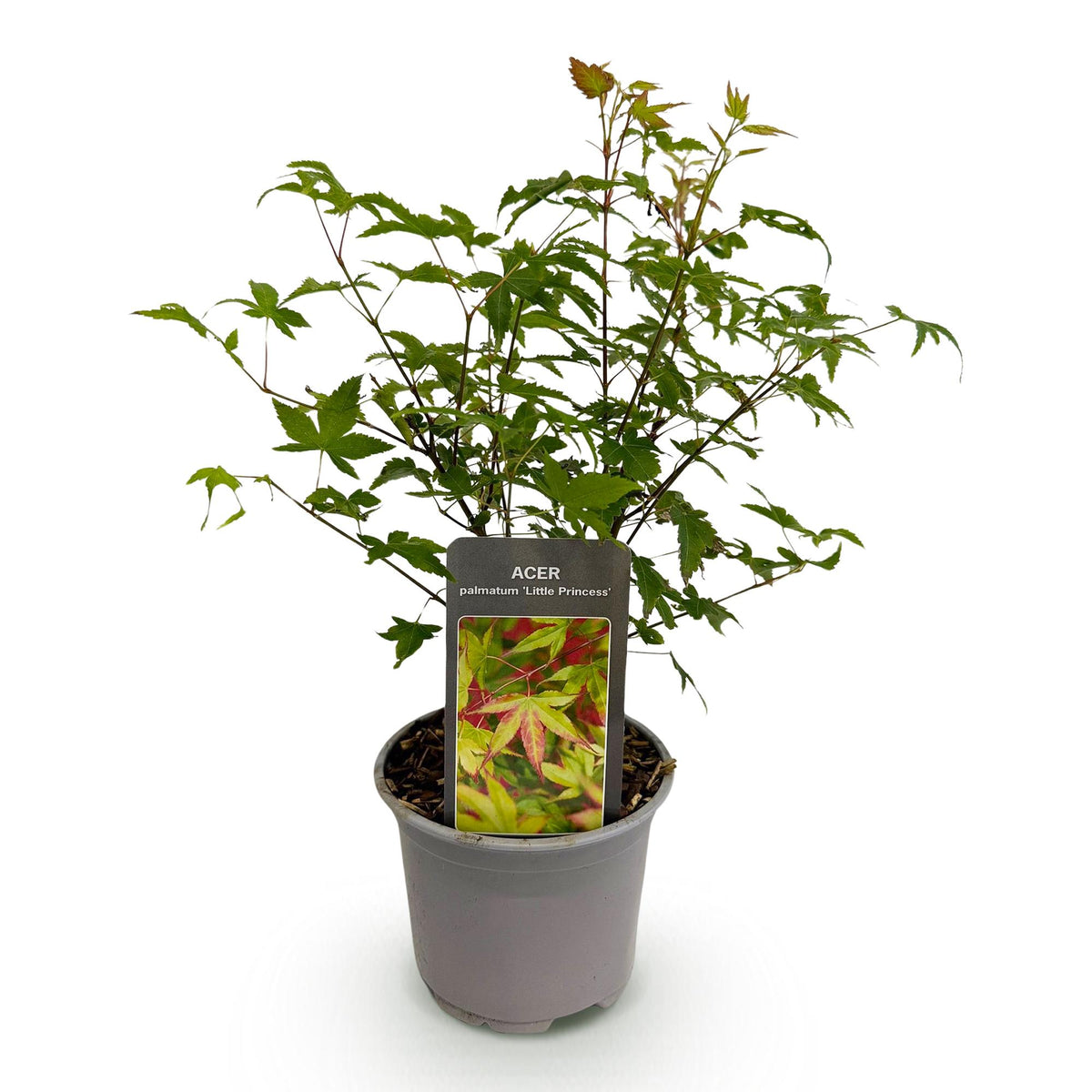 GreenboutiQ - Gartenpflanze - Acer palmatum Little Princess - Grün - 1 Pflanze - Laubabwerfend - Wenig Pflege - Topf 12cm Höhe 35cm 